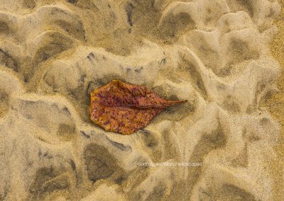 leaves (1)