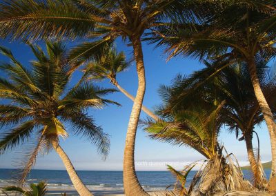 Chilli Beach Palms (6)