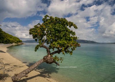 Fitzroy Island (5)