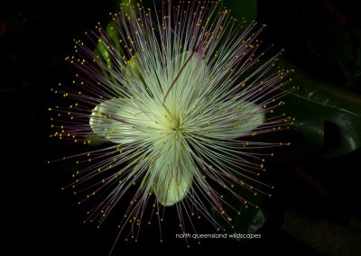 Flowers (16) Barringtonia