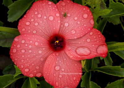 Flowers (9) Hibiscus