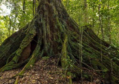 Forest Giant 6