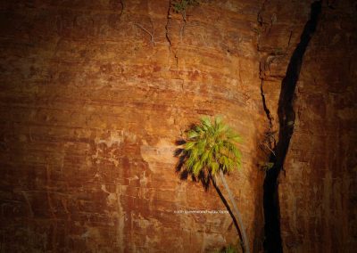 Lawn Hill Cabbage Palms (1)