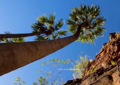 Lawn Hill Cabbage Palms (2)