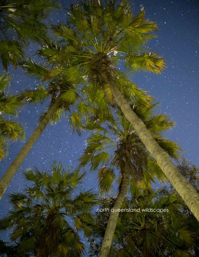 Lawn Hill Cabbage Palms (3) at night