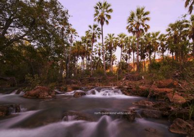 Lawn Hill Gorge (7)