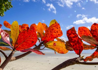 Leaves (5) Beach Almond