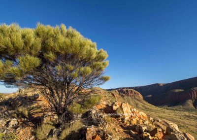 Ormiston Gorge (1)