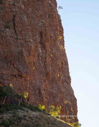 Ormiston Gorge (10)