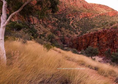 Ormiston Gorge (12)