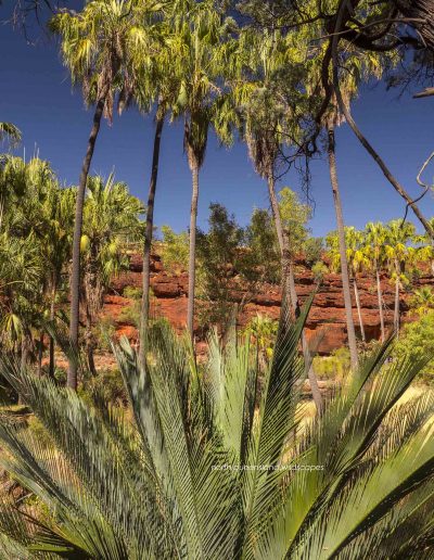 Palm Valley Kalarranga Rocks (6)