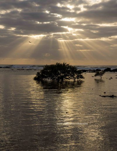 The Mangrove Coast (2)