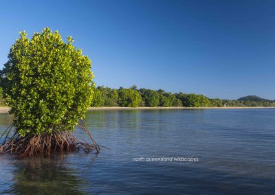 The Mangrove Coast (3)