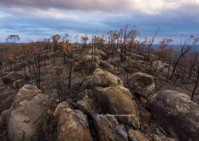 After the Fires (4)