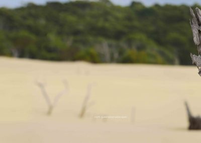 Badjula Dune (10)