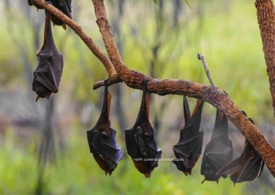 Bats (1)