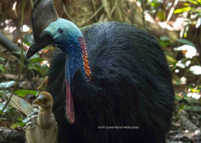 Cassowary (1)