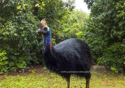 Cassowary (2)