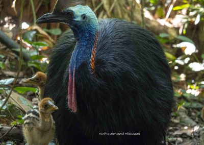 Cassowary (3)
