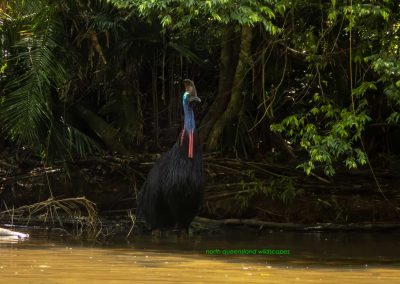 Cassowary-(4)