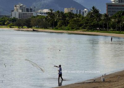 Cast-netting for prawns Cairns Esplanade