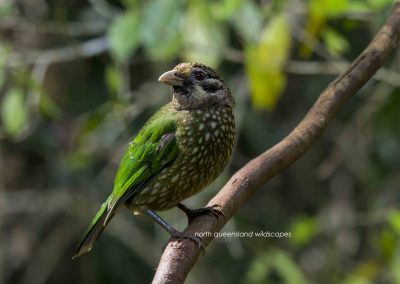 Catbird