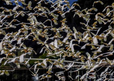 Cockatoos (1)