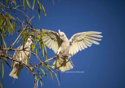 Corellas (1)