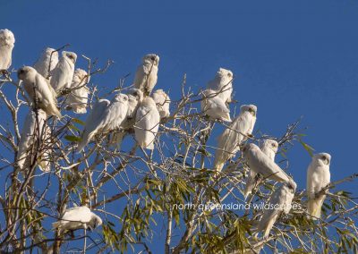 Corellas (2)