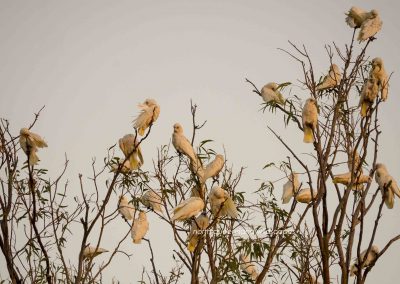 Corellas (5)