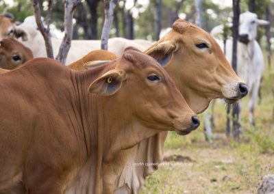Cows (1)