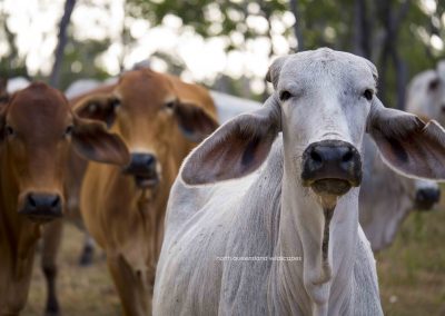 Cows (2)