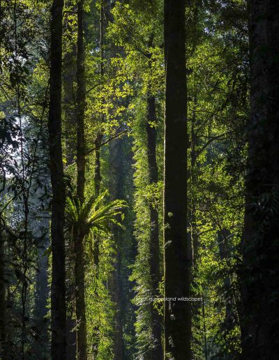 Dorrigo NP