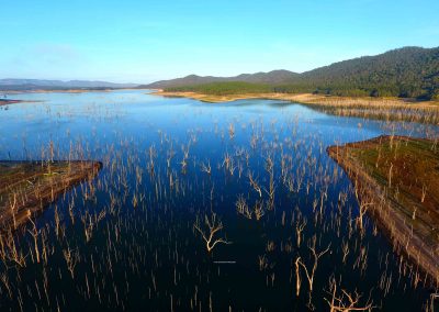 Drowned Forest Lake Tinaroo