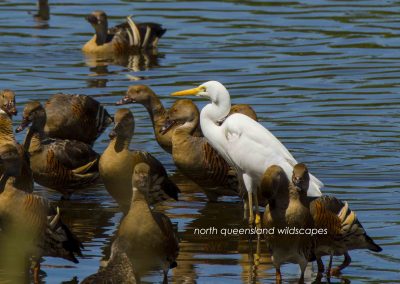 Ducks (1)