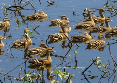 Ducks (3)