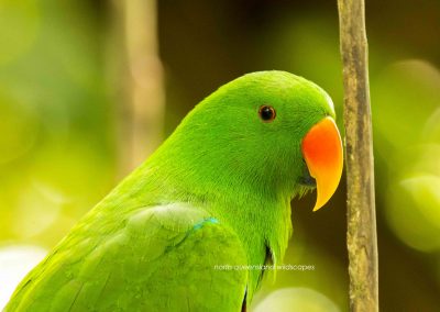 Eclectus Parrot (1)