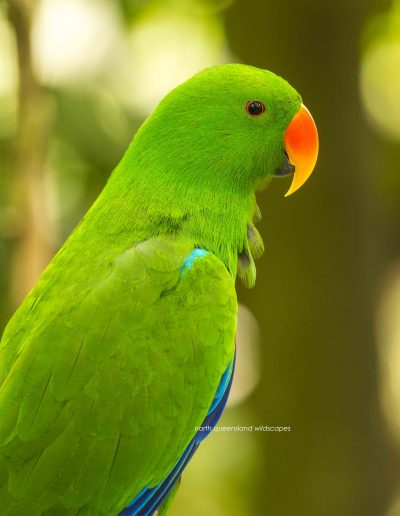 Eclectus Parrot (2)