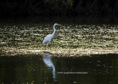 Egret 1