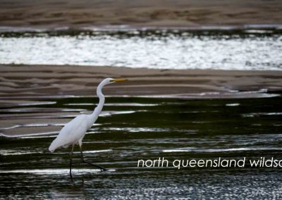 Egret 2