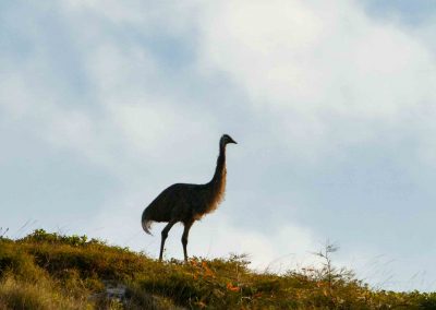 Emu (1)