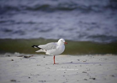 Gull (2)