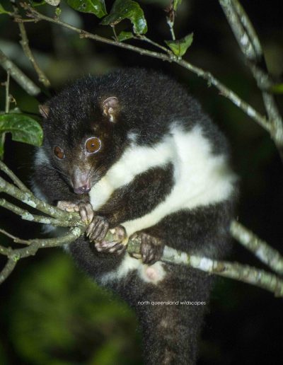 Herbert River Ringtail Possum 2