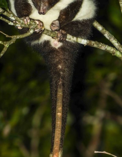 Herbert River Ringtail Possum
