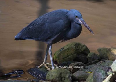 Heron (1)