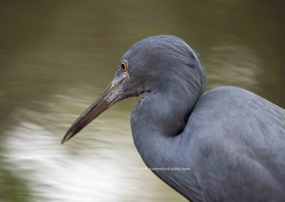 Heron (2)