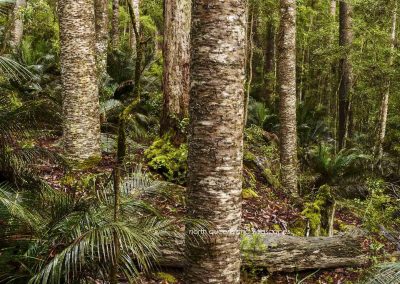 Hoop Pine Forest