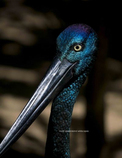 Jabiru