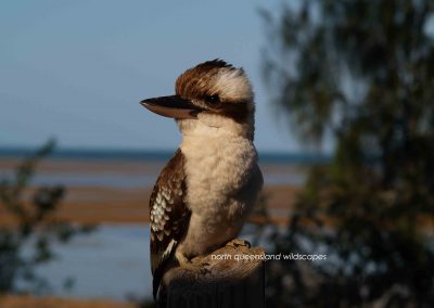 Kookaburra 1