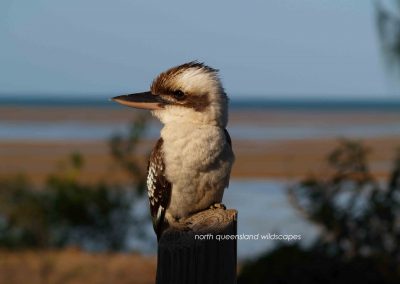Kookaburra 2